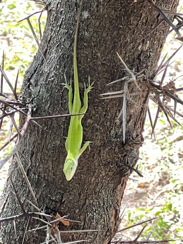 Green Anole (Anolis carolinensis)