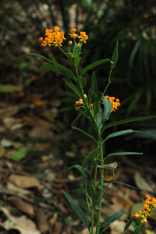 Asclepias curassavica