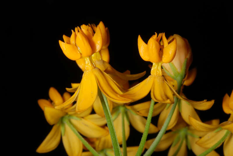 Asclepias curassavica