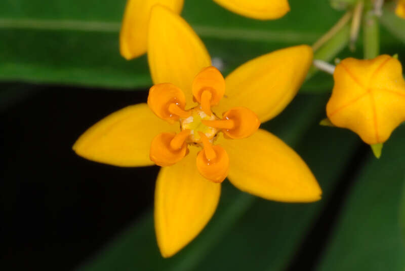 Asclepias curassavica