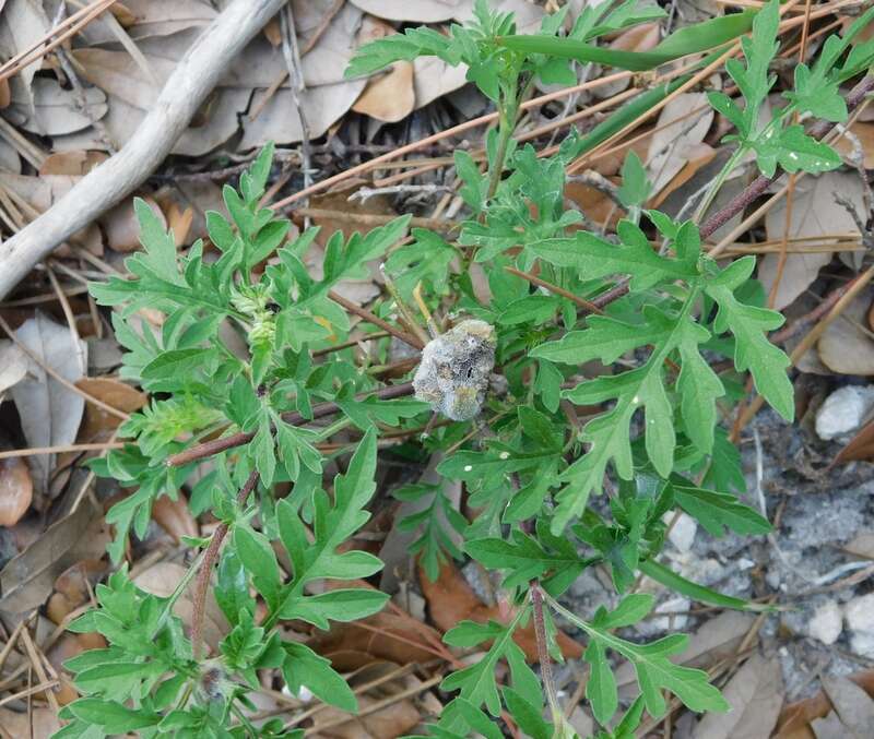 Asphondylia ambrosiae gall
Miramar, FL 33025, USA on Ambrosia Sp.