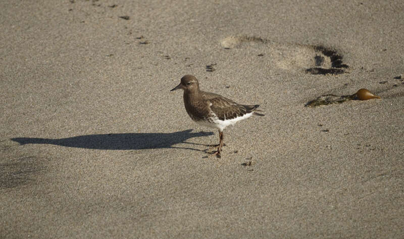 Black Turnstone