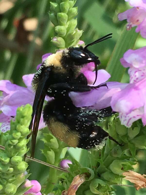 Black-and-gold Bumble Bee (Bombus auricomus)