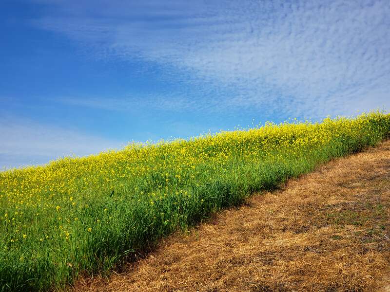 Landscape image showing Brassica nigra in the foreground, with an unpaved footpath by the lower-right corner of the image. Cirrocumulus clouds are visible in the sky. Taken on an unpaved walking trail on a hill nearby Madrugada Trail in Chino Hills,