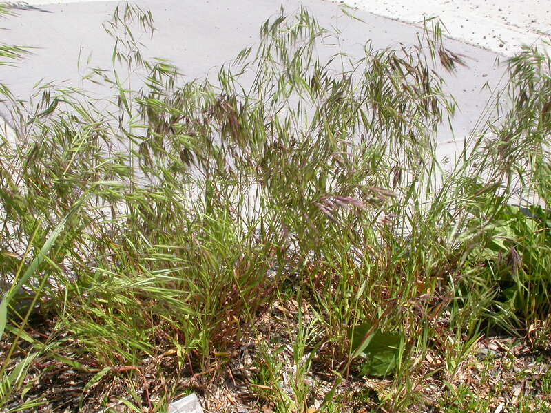 Individual bunches are usually highly aggregated or secondary bunched to give rise to a mass of stems.