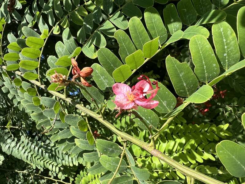 C. roxburghii at Fairchild Tropical Botanical Garden , Coral Gables, Florida,USA