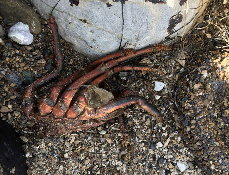 Photo of California Spiny Lobster (Panulirus interruptus) uploaded from iNaturalist.