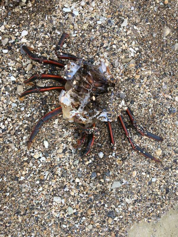 Photo of California Spiny Lobster (Panulirus interruptus) uploaded from iNaturalist.