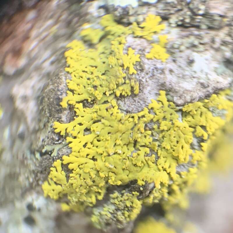 Candleflame Lichen (Candelaria concolor)