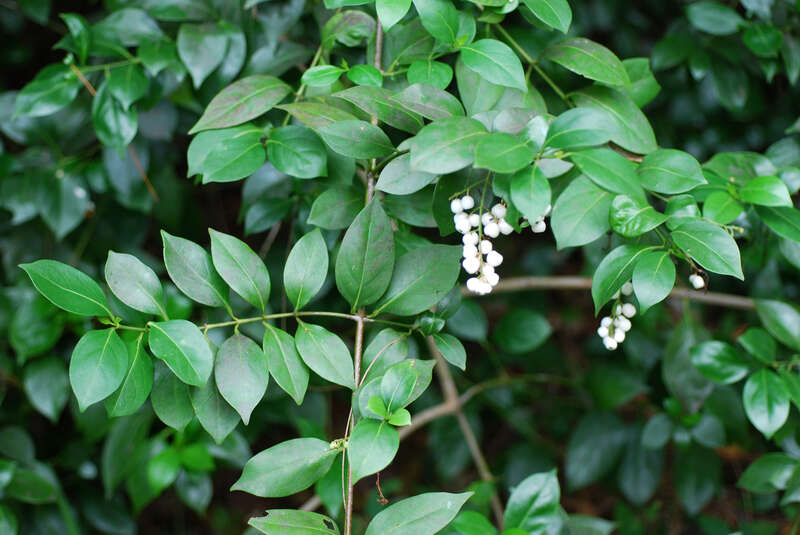 Chiococca alba