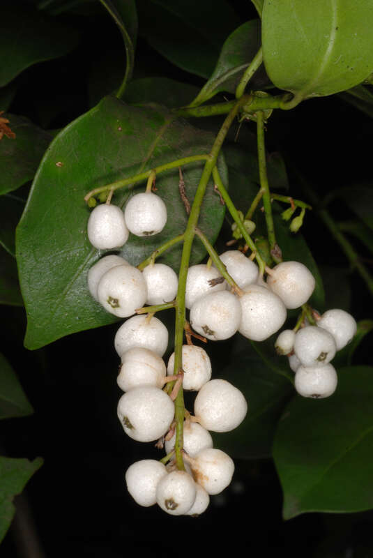 Chiococca alba