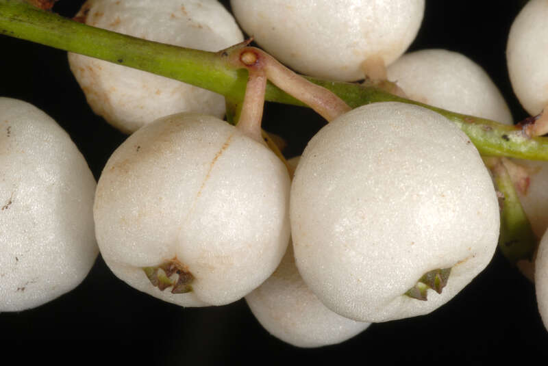 Chiococca alba