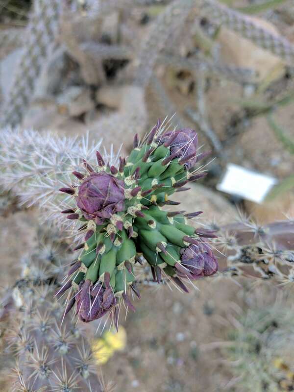 Budding cholla cactus at the Archaeology Museum