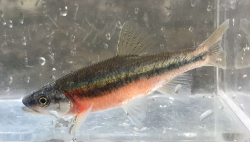 Rosyside Dace (Clinostomus funduloides)