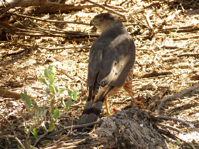 Accipiter cooperii with prey, hiding in the bushes from me &amp;amp; a couple of inquisitive roadrunners.  Sabino Canyon, Santa Catalina Mountains, Tucson, Arizona, USA.