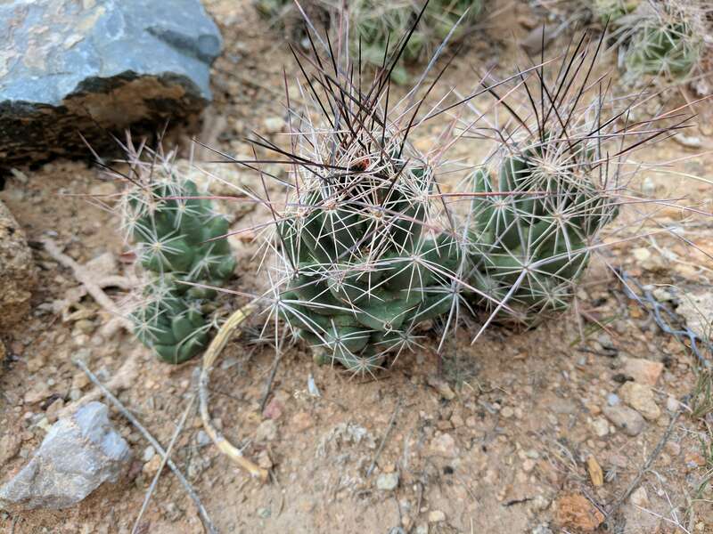 Coryphantha macromeris in the garden of the El Paso Museum of Archaeology.