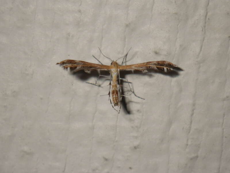 Gumweed Plume Moth (Dejongia californicus)