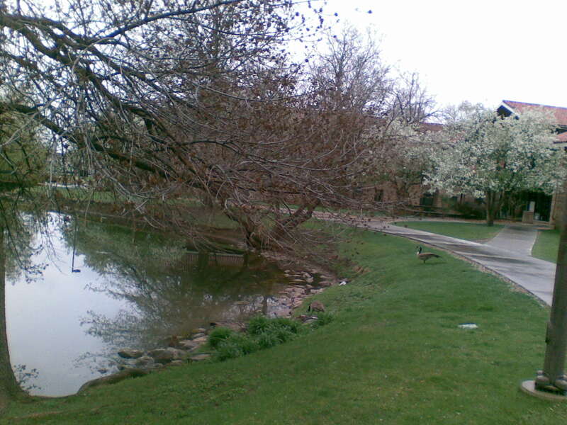 Ducks at Kittredge lake.