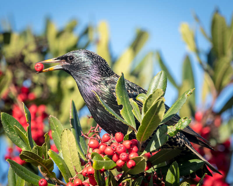Meeker's Slough, Richmond, California