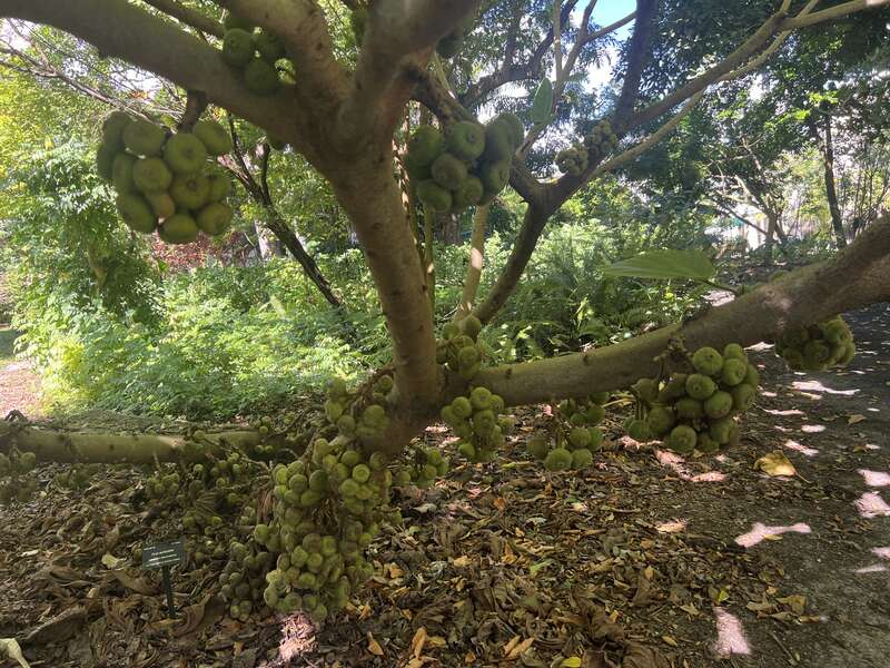 F. auriculata at Fairchild Tropical Botanic Garden in Coral Gables, Florida, USA