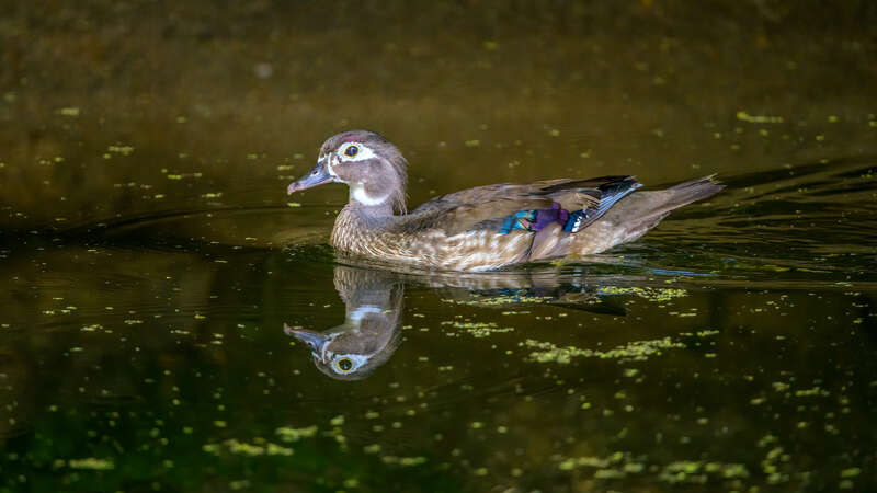 Female wood duck