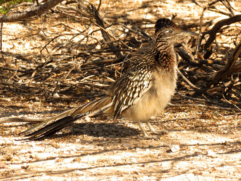 Geococcyx californianus.  Sabino Canyon, Santa Catalina Mountains, Tucson, Arizona, USA.