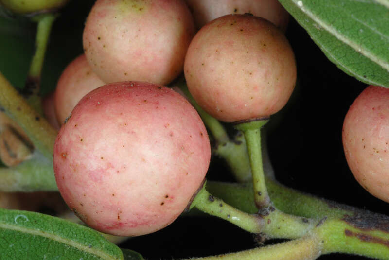 Frangula caroliniana