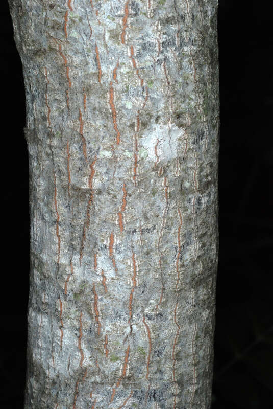 Frangula caroliniana