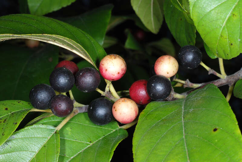 Frangula caroliniana