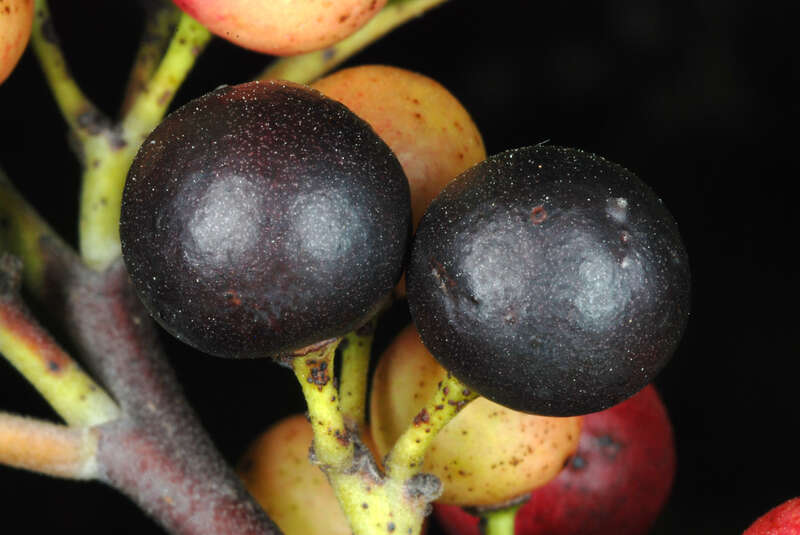Frangula caroliniana