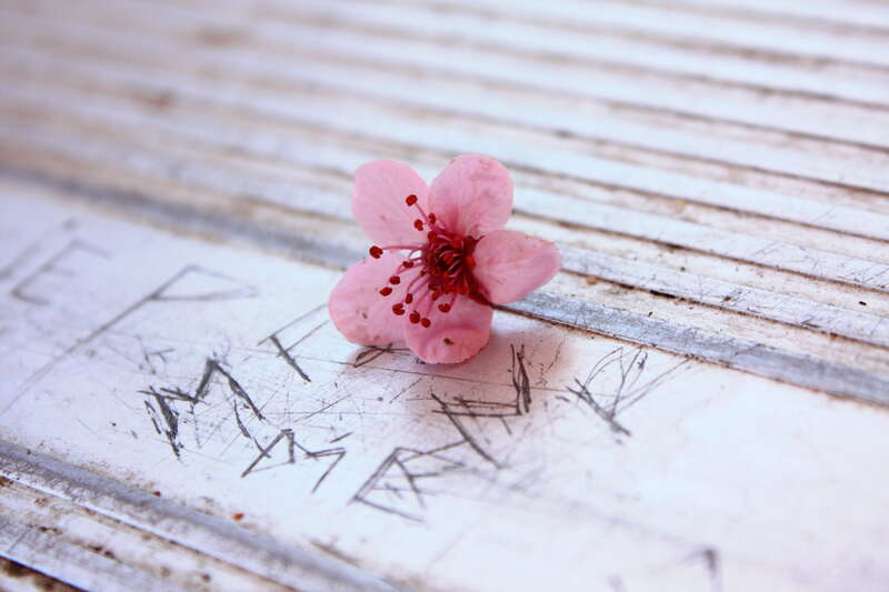 Photographer, D. Sharon Pruitt
Owner of Pink Sherbet Photography
Official Website, www.pinksherbet.com
Contact Email, pink@pinksherbet.com


My photos that have a creative commons license and are free for everyone to download, edit, alter and use as