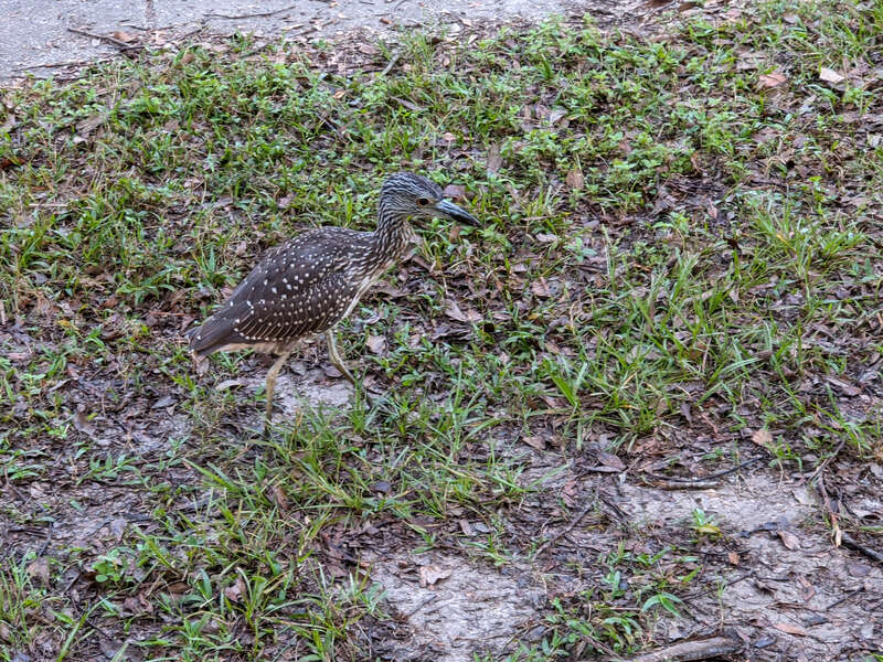 Good Camoflauge - Bird in New Orleans, October 2021