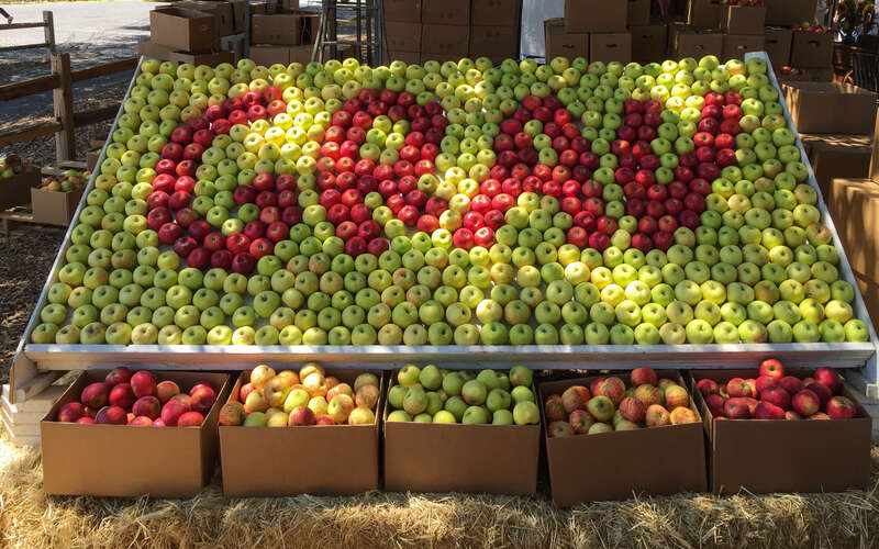 Gravenstein Apple Fair 2016 in Sebastopol, Sonoma County, California