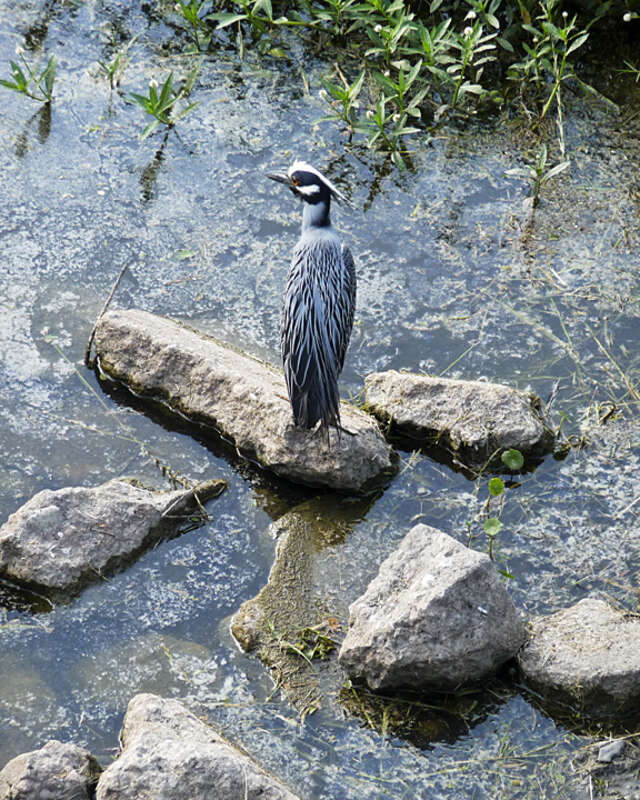 Maybe there's something to eat in this water