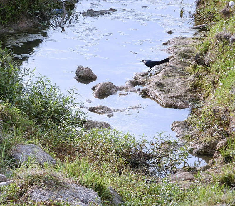 Grackle looking for something to eat in a local drainage ditch