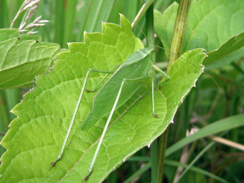 Greater Angle-wing, Microcentrum rhombifolium