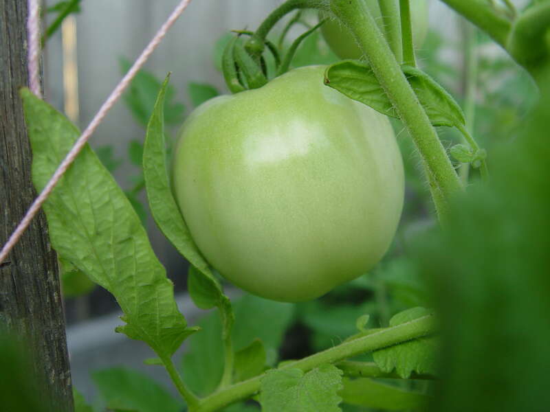 Sony F-717 Macro

SOOC