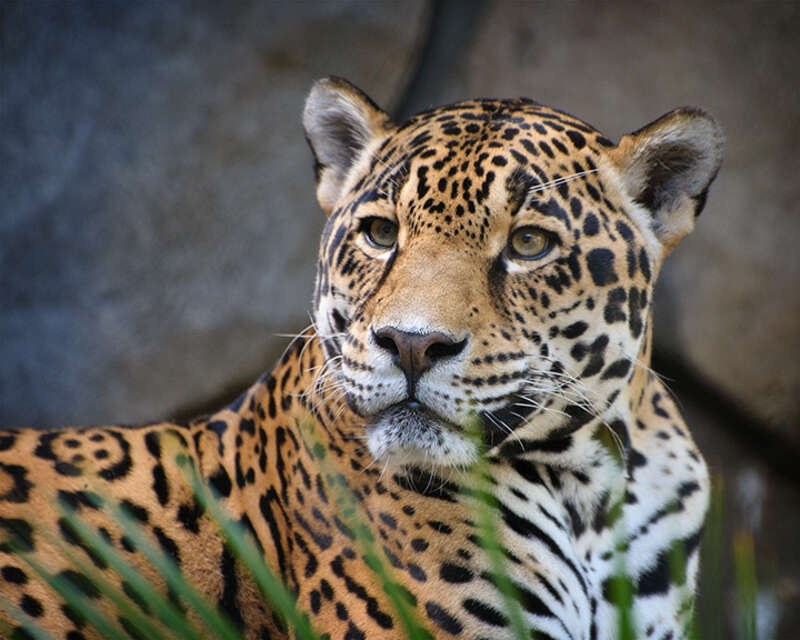 Jaguar at Houston Zoo