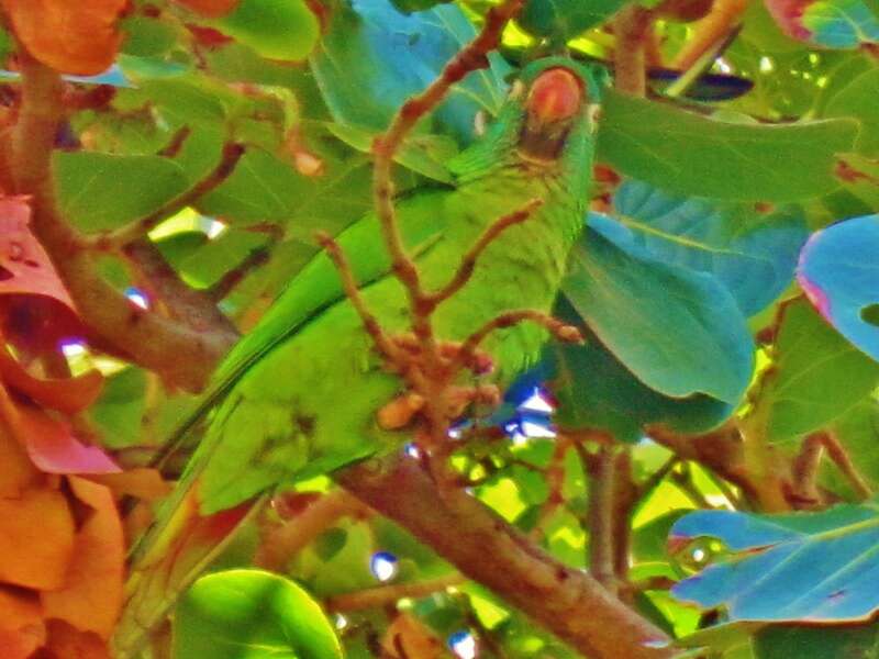 Hidden in a tree on the beach...Utiliser son meilleur camouflage dans un arbre sur la plage...