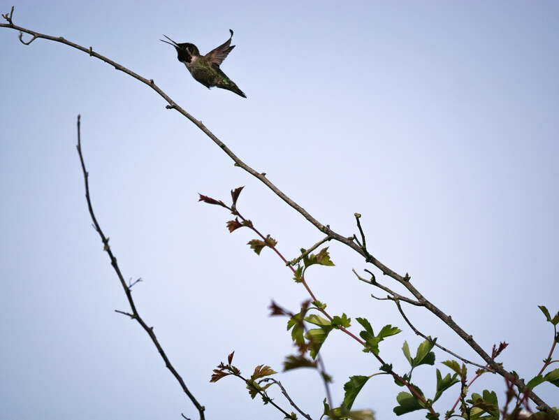 500px provided description: I could have cropped, or even created some extra sky ahead of the bird, or just passed over the capture because it isn't in tight enough and doesn't have a classic BIF composition, but for some reason I really like it as
