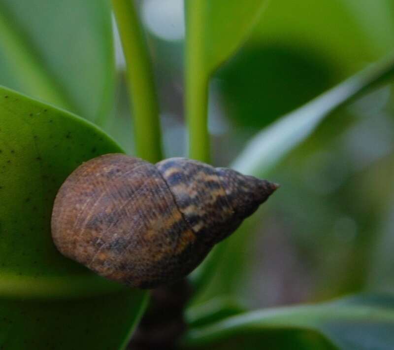 An individual of Littoraria angulifera (Lamarck, 1822)[1] over bushes in a estuary placed in Holland Park, Hollywood, Florida, United States.