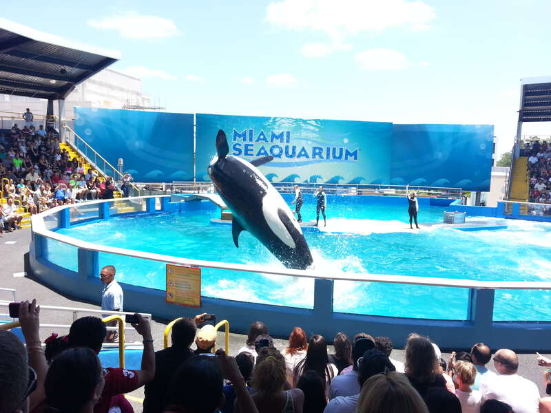 Miami Seaquarium: killer wale