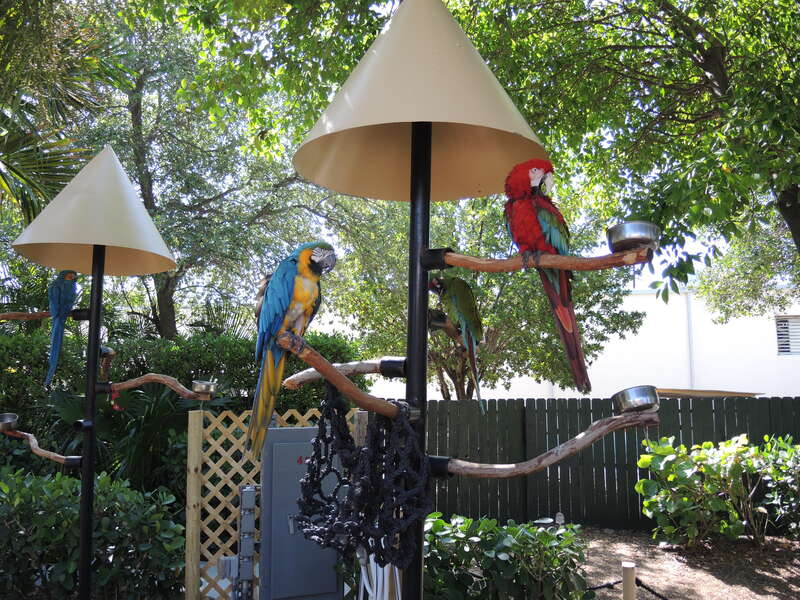 Miami Seaquarium: parrots
