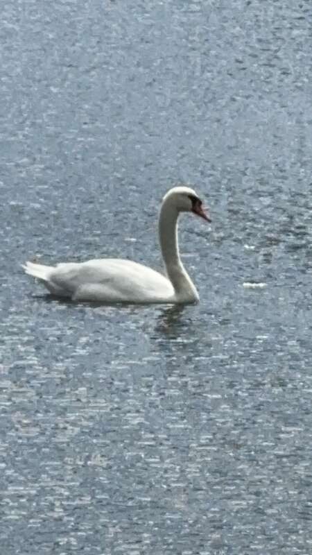 Photo of Mute Swan uploaded from iNaturalist.
