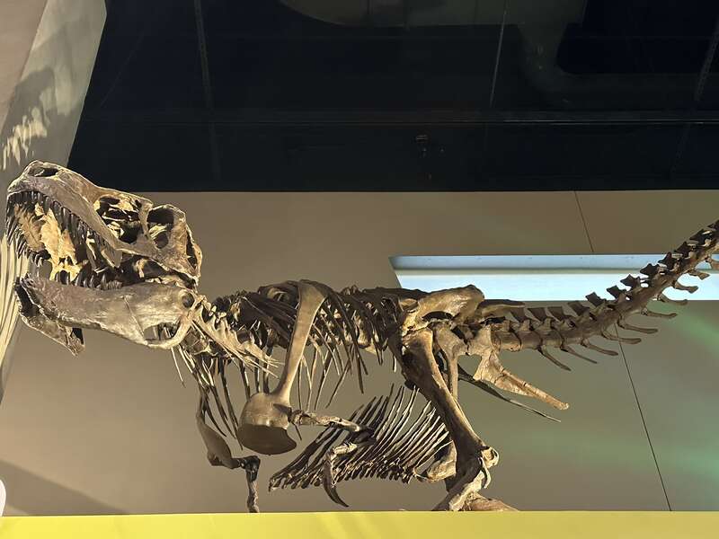 Skeletal mount of Nanuqsaurus at Perot Museum
