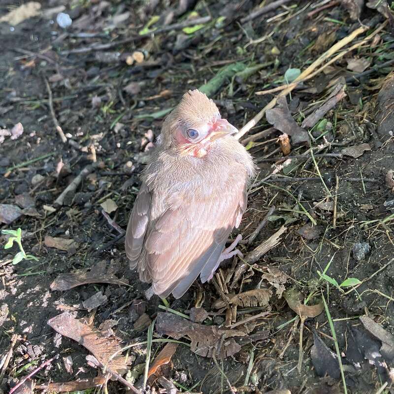 A fledgling fell in front of me. I think it was scared. I snapped a few pictures before it flew away.