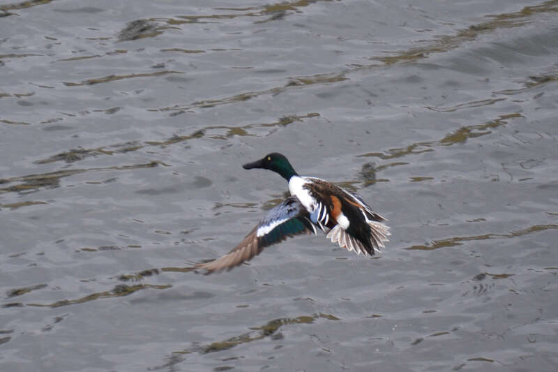 Riverside Natural Area, Hamilton, Ohio