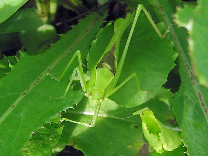 Oblong-winged Katydid, Amblycorypha oblongifolia