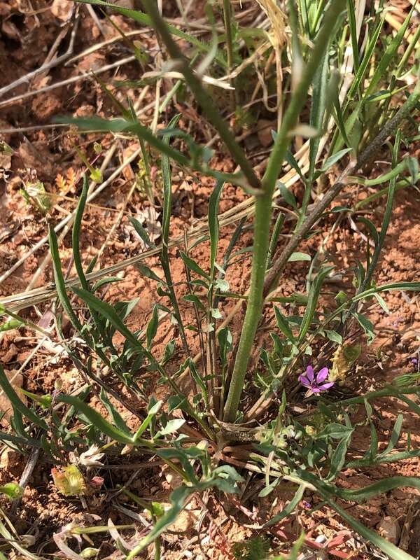 Scorzonera laciniata,