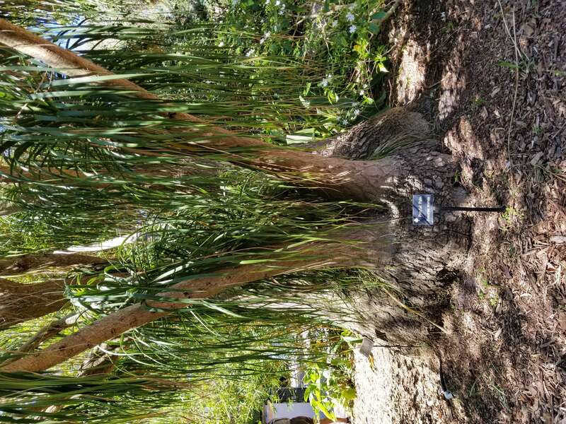 Ponytail Palm at Florida Botanical Gardens, Largo, FL.